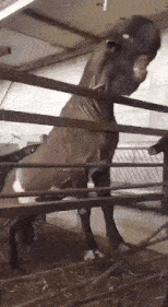 爆笑gif:手无缚鸡之力,抓鸡全靠天意!