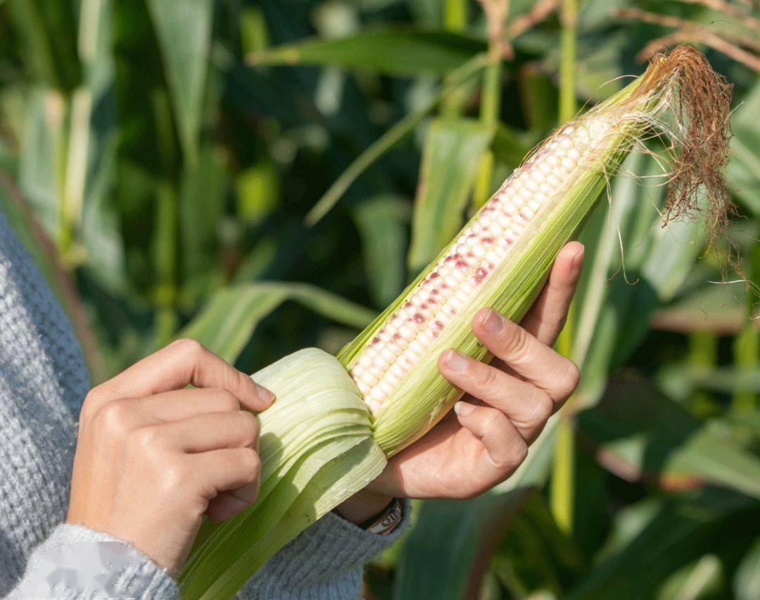 解药|解药很甜思念很玄