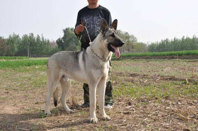 如果再给我一次机会,我一定要养一只狼青犬_训练