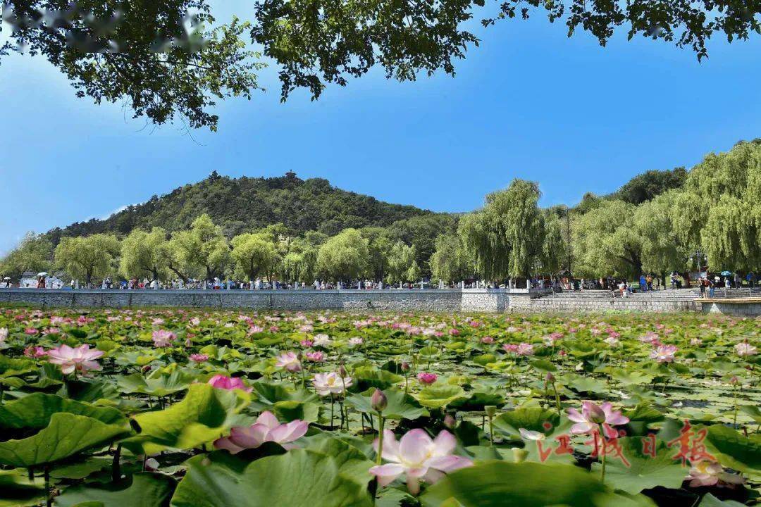 进入7月份以来 吉林市北山风景区及城乡各处的 荷花进入盛花期 来源