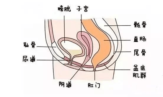 新妈妈产后漏尿,阴道壁膨出,如何进行盆底肌产后康复训练?