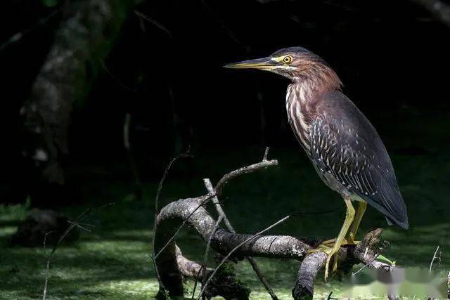 蛇是爬行还是两栖动物 c3eda9eb221a43abacbf2165aa4118d1.jpeg