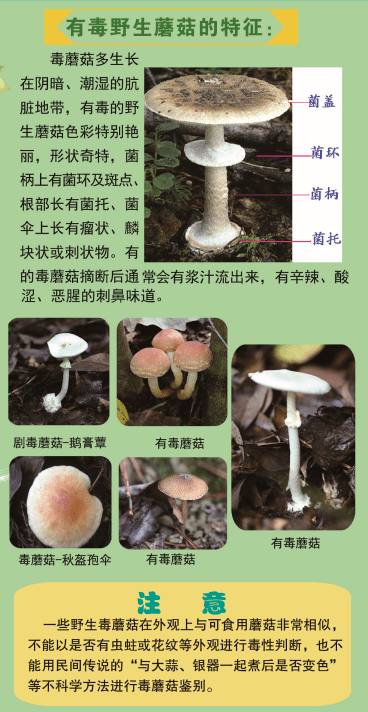 科学鉴别毒蘑菇