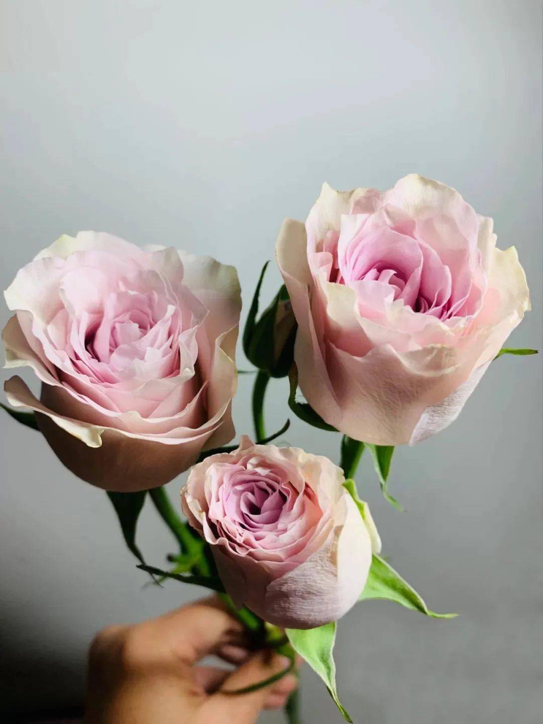 粉钻的花苞比粉红雪山更精致,未完全开放的粉钻玫瑰花瓣层层包裹