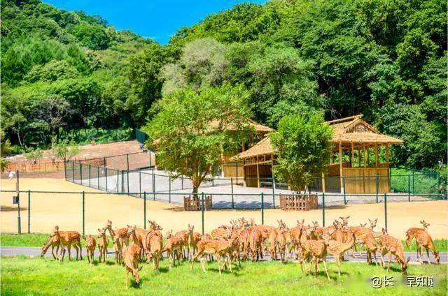 双阳消夏旅游节暨神鹿峰旅游度假区开园仪式盛大启幕