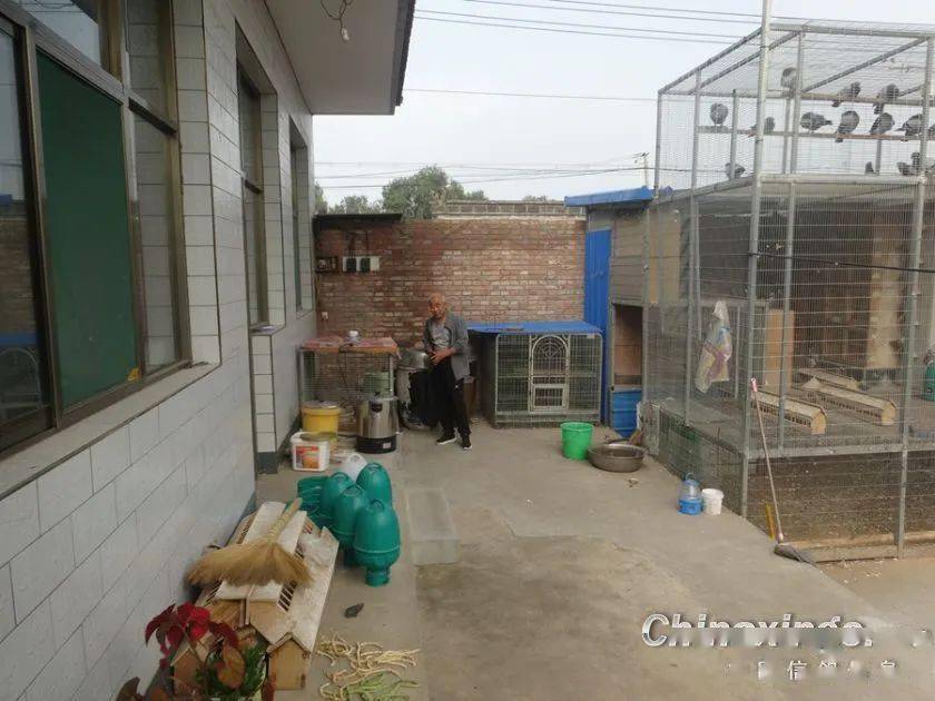 说起养鸽也是受朋友影响,2018年建棚重金引进名家种鸽公棚高位成绩鸽