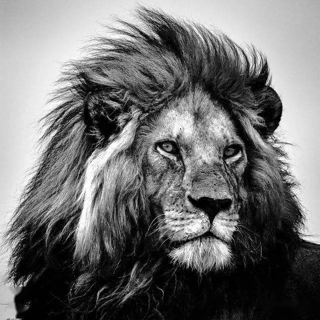 狮王成长日记:草原狮王的一生,小狮子成为一代狮子王