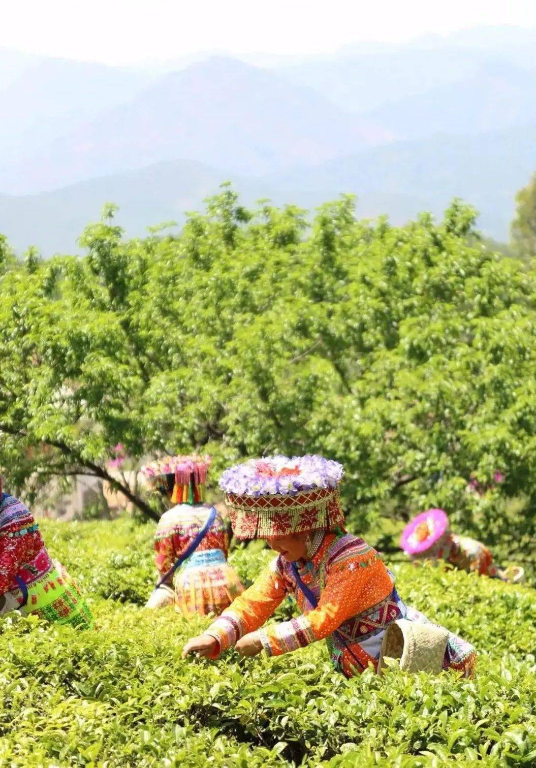 丽江除了旅游,还有茶叶也很棒哦