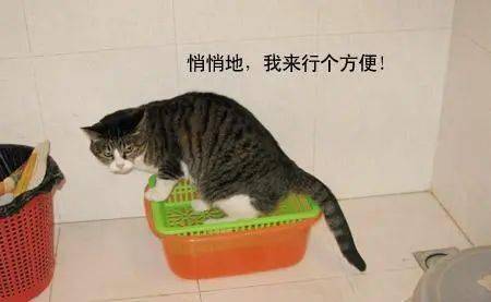 猫随地大小便怎么办