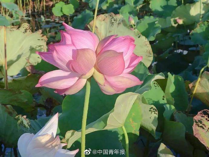 高校|10万分之一的概率！高校惊现罕见景象，美！