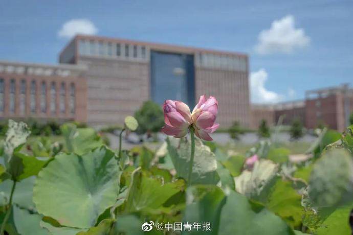 高校|10万分之一的概率！高校惊现罕见景象，美！