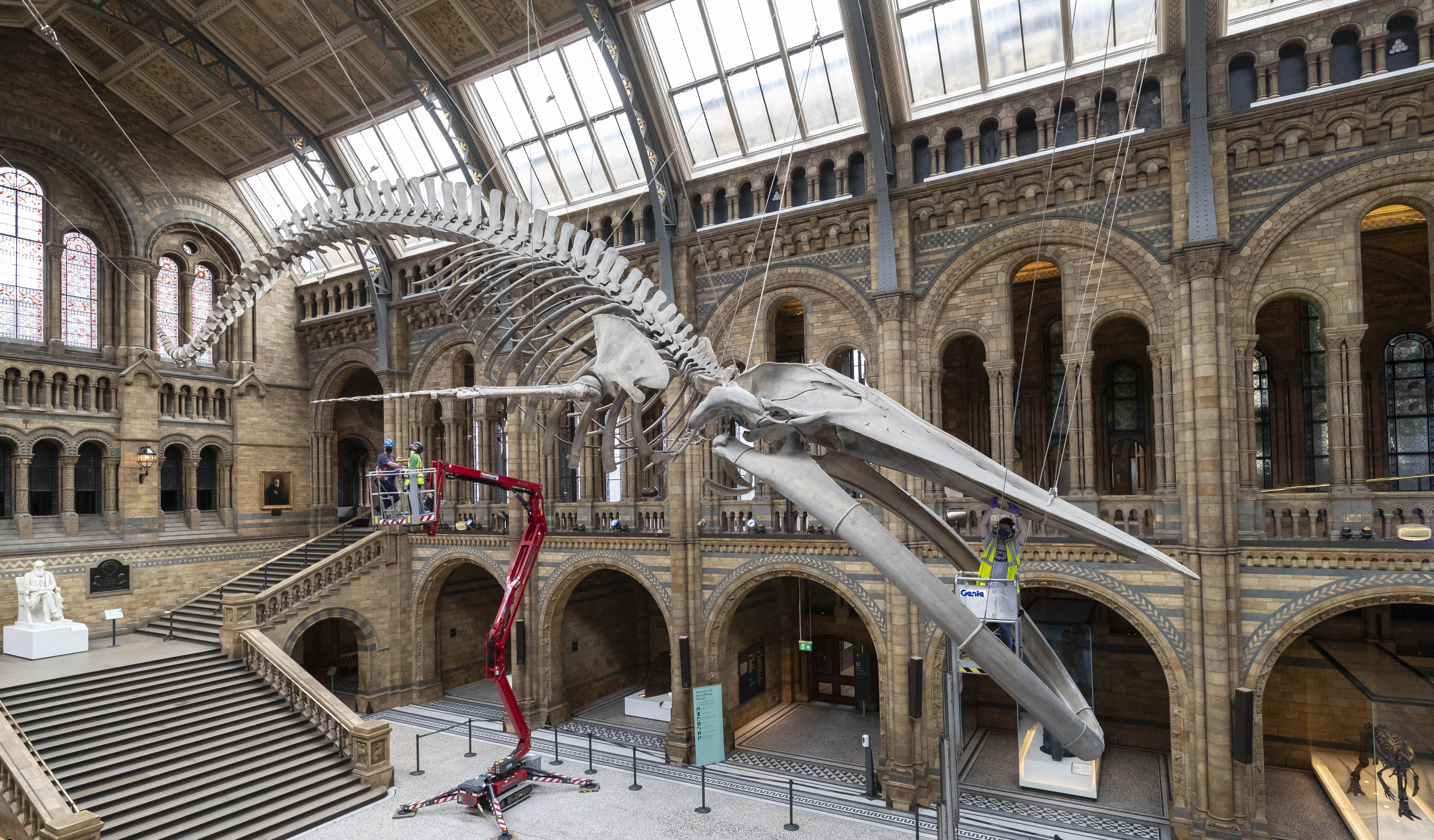 英国自然历史博物馆为重开做准备_伦敦
