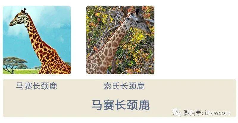 世界上最高的哺乳动物-长颈鹿