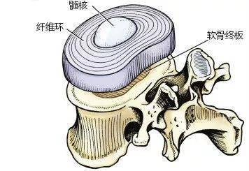 腰椎间盘位于两个腰椎的椎体之间,厚度为8mm~10mm,由  髓核,纤维环