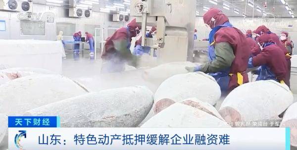 动产|抵押海产品贷款，真的做到了！动产抵押，了解一下？这里已有11家企业获7000万资金活水！