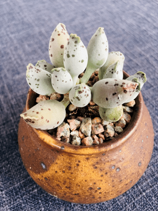 青岛市|即墨区总工会专场！周四晚19：30开播！青岛市总工会“惠工助企”直播团购会第十九期！