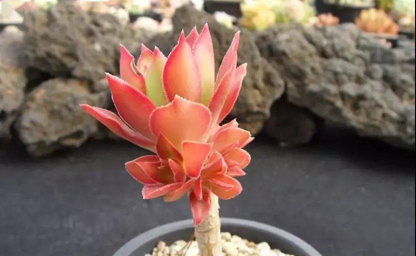 多肉叶插繁殖方法和技术 66238fe0975e445bb64eb22259fbb170.jpeg