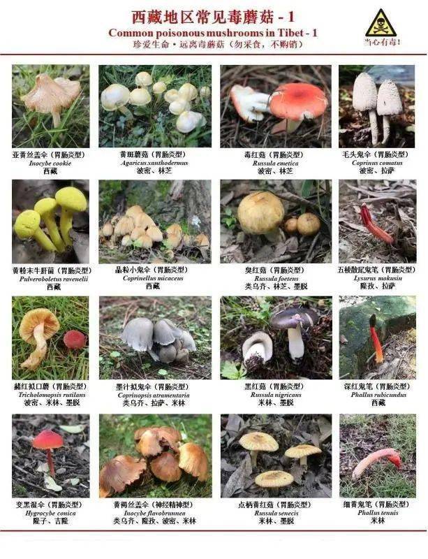 西藏常见毒蘑菇识别与中毒防治方法
