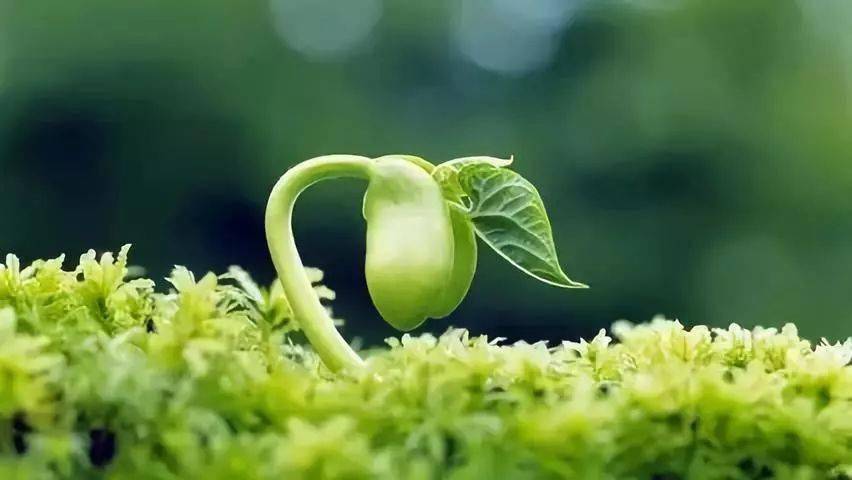烫种:先将欲播种子在30℃温水中浸种两小时左右,使种子表面的病菌萌动