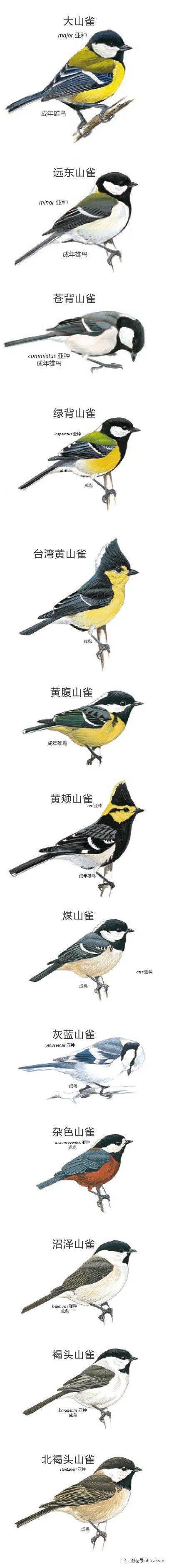 中国鸟界中的一群“小花脸”-山雀