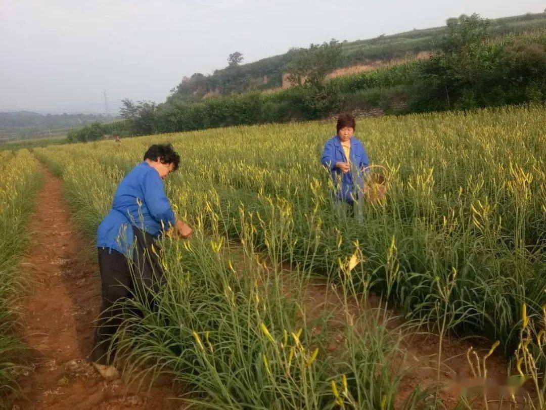 赤头人把黄花菜种成了黄金菜