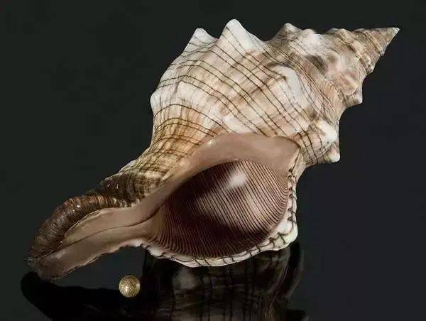 珍珠|这些世间罕见的珍珠，你拿着钱都买不到！