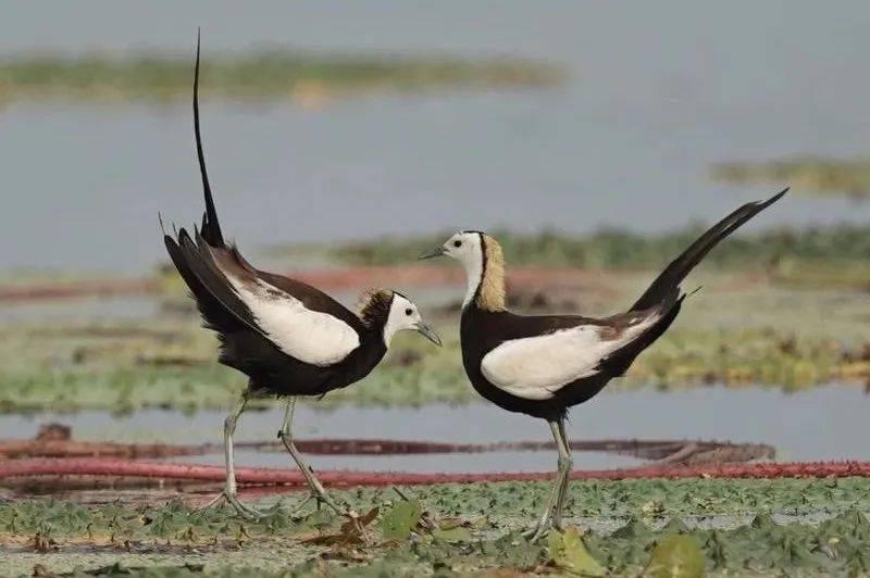 武汉梁子湖村民大面积种植芡实引来珍稀水鸟黑腹燕鸥和长尾水雉安家绿