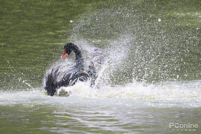 慢动作|2.6w还买不到？EOS R5玩8K视频，高端PC直接崩