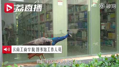 孔雀|孔雀跑进高校图书馆淡定看书 网友：又美又飒又有文化