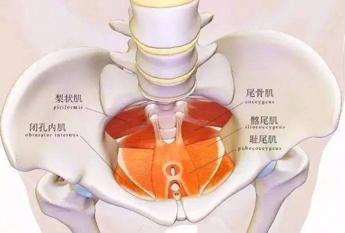 尾骨疼 骨盆前倾的训练