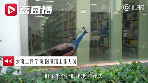 孔雀|孔雀跑进高校图书馆淡定看书 网友：又美又飒又有文化