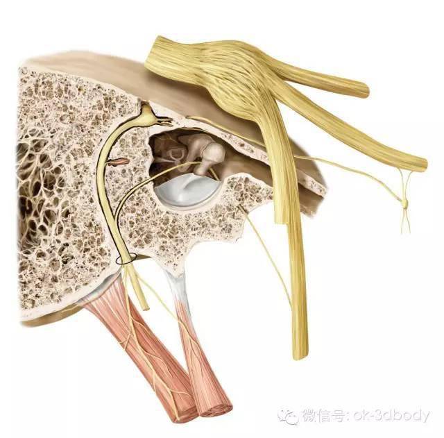 膜迷路与骨迷路之间的腔隙,充满外淋巴液,膜