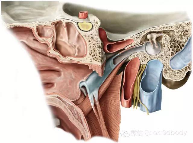 影像解剖 内耳的解剖结构 高清,收藏_前庭