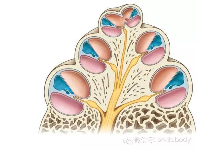 影像解剖 | 内耳的解剖结构 | 高清,收藏