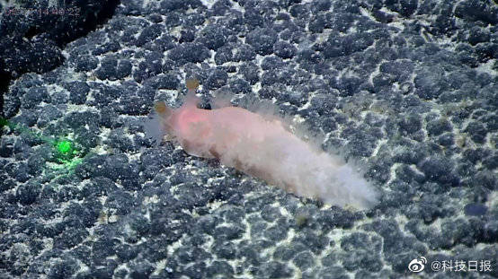 深海|中科院海洋所命名5个深海生物新物种