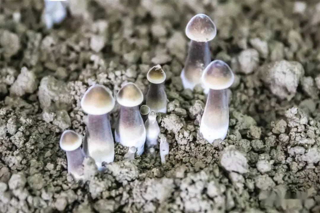 菌包托管,劳务承包,互助救济"四种带贫模式,从27座大棚发展到如今的
