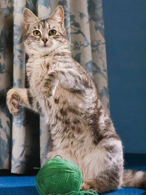 年拍|铲屎官必看!被誉为拍猫教父的他,70年拍猫历史全在这