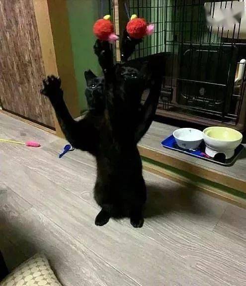 年拍|铲屎官必看!被誉为拍猫教父的他,70年拍猫历史全在这