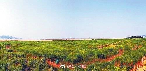 闽江|闽江河口湿地打败“超级入侵者”