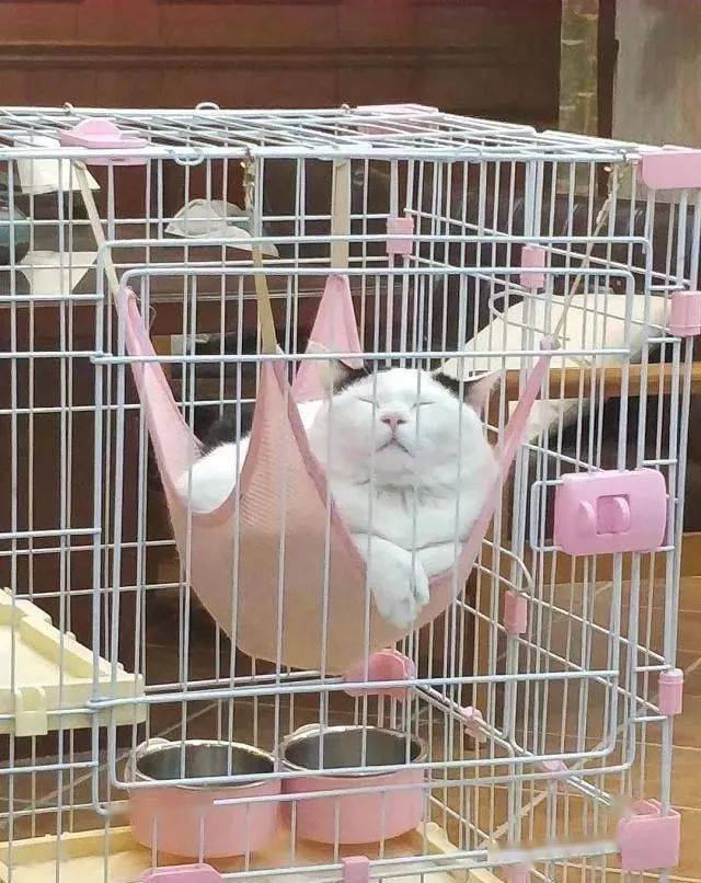 年拍|铲屎官必看!被誉为拍猫教父的他,70年拍猫历史全在这