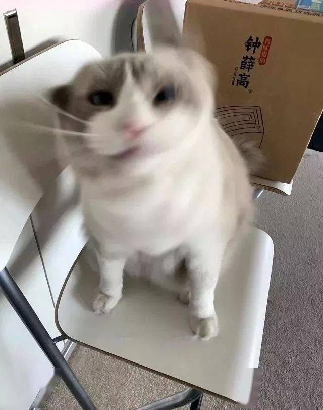 年拍|铲屎官必看!被誉为拍猫教父的他,70年拍猫历史全在这