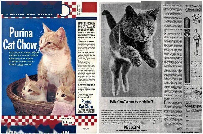 年拍|铲屎官必看!被誉为拍猫教父的他,70年拍猫历史全在这