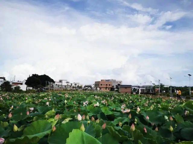 城区军船头村参评"广东十大美丽乡村"的6条村落由省委农办,省人力资源