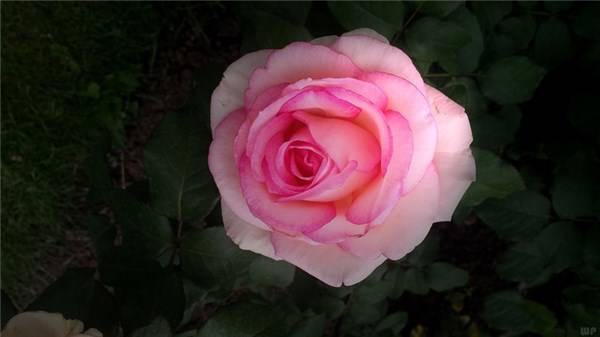 人生|人生如路，需有耐心，心中坦然，所以自在。早安