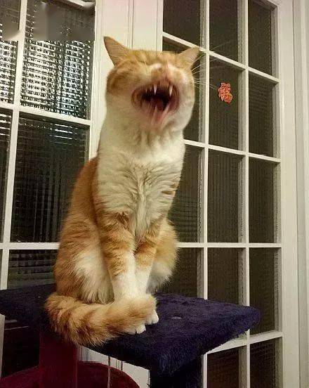 年拍|铲屎官必看!被誉为拍猫教父的他,70年拍猫历史全在这