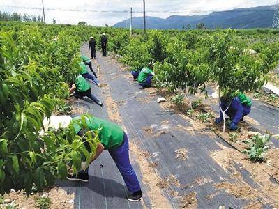工作|从“治毒”到“治穷” 脱贫路上的凉山布拖经验