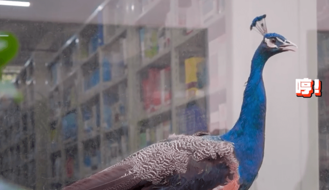 孔雀|长得美还“好学”！孔雀溜进图书馆赶都赶不走，网友：这是要参加明年的高考吗