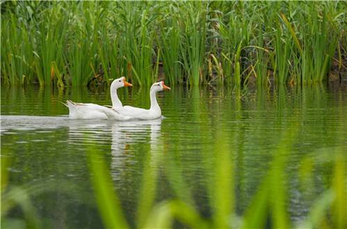 游泳|小伙儿下水游泳溺水 巡河教师用钓竿将其救起
