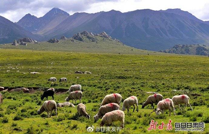 肃南|山花烂漫入诗行 牧歌悠扬醉云朵 盛夏肃南草原风光旖旎