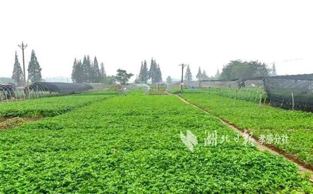 安陆gdp_苏简安陆薄言(2)